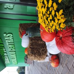 Helovyniškai pasipuošęs Šilalės baseinas, laukia lankytojų įprastu darbo laiku nuo 9.00-21.00 val.